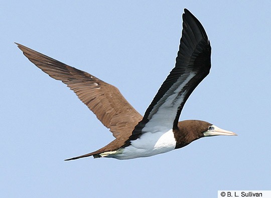 brown booby immature