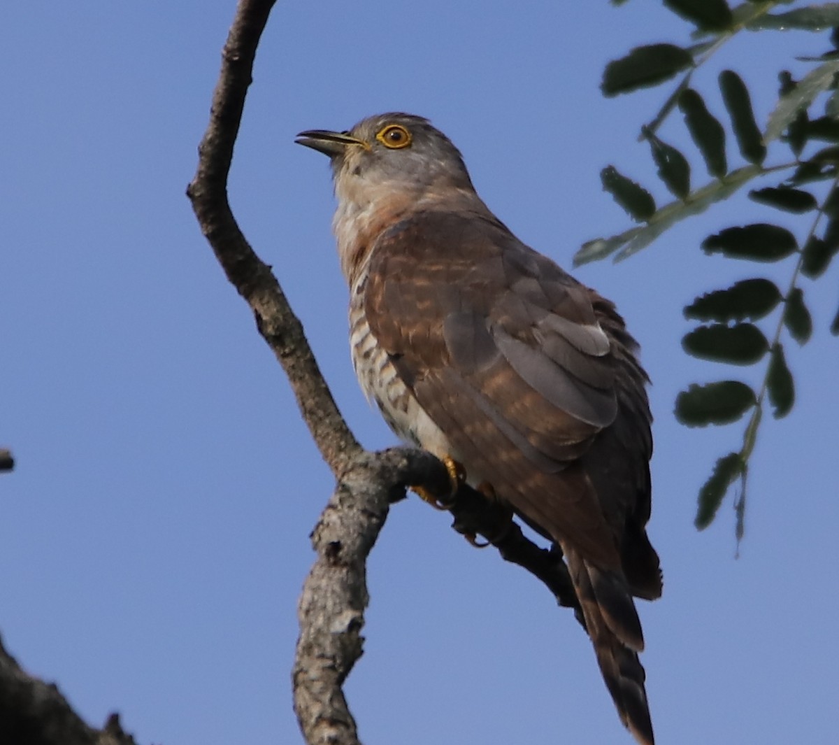 Common Hawk-Cuckoo - Siva Kumar