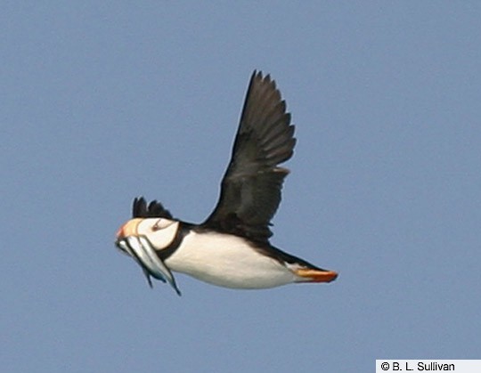 Horned Puffin - eBird