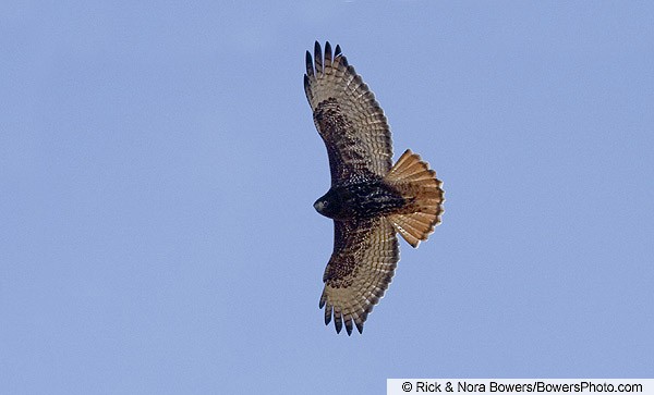 Adult dark-morph "Western" Red-tailed Hawk, Minnesota, October. - Red-tailed Hawk - 