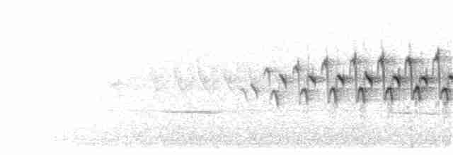 キヅタアメリカムシクイ（coronata） - ML249130351