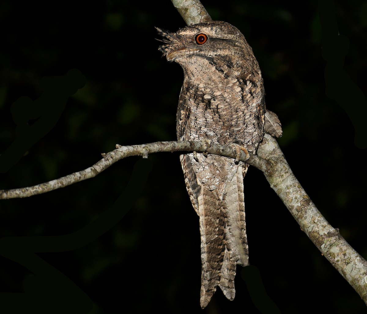 Marbled Frogmouth - Michael Daley