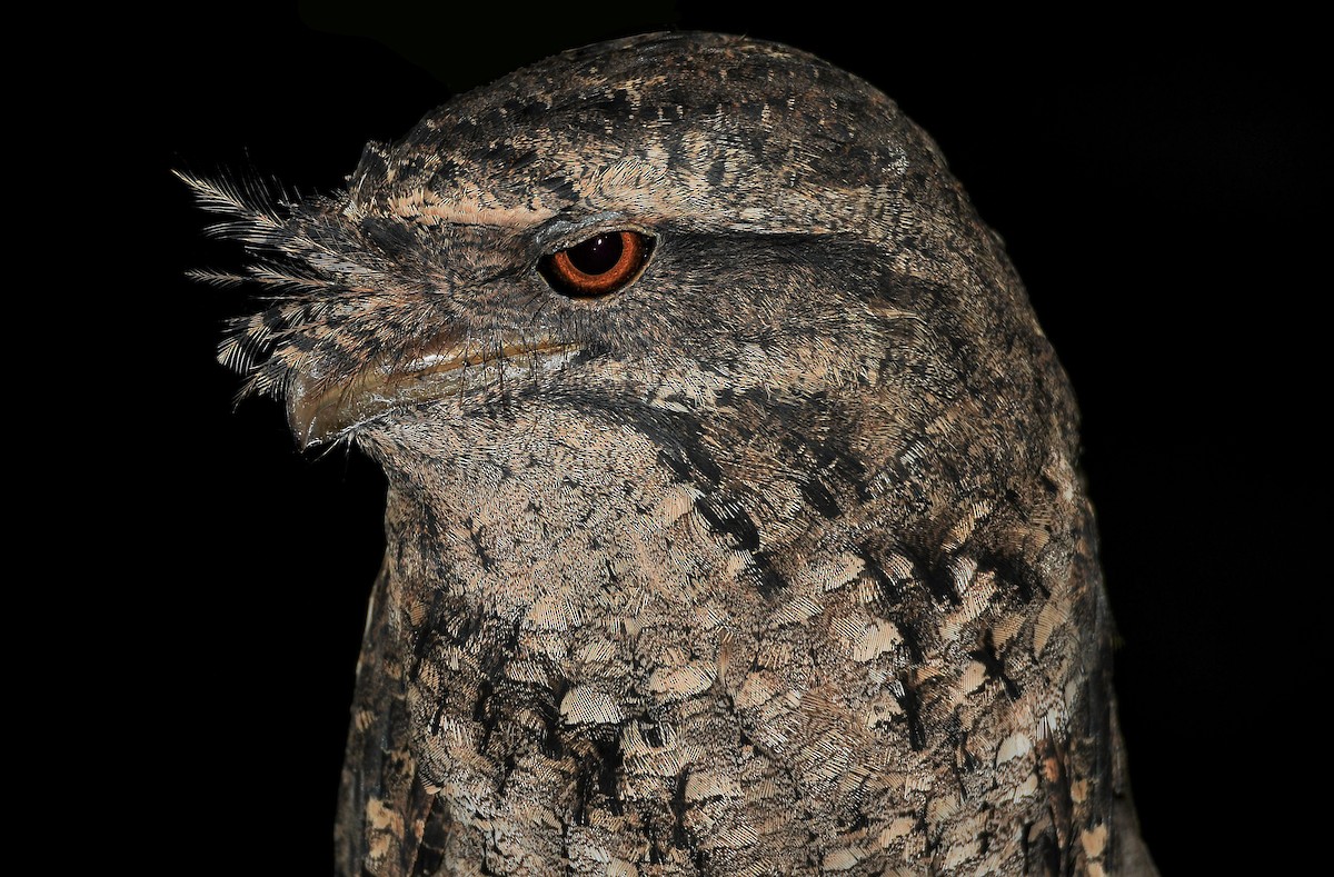 Marbled Frogmouth - ML249133011