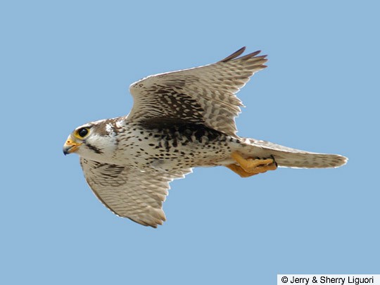 prairie falcon in flight