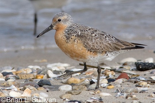 Red Knot Breeding adult Red Knot, Reeds Beach, NJ, 6 May.