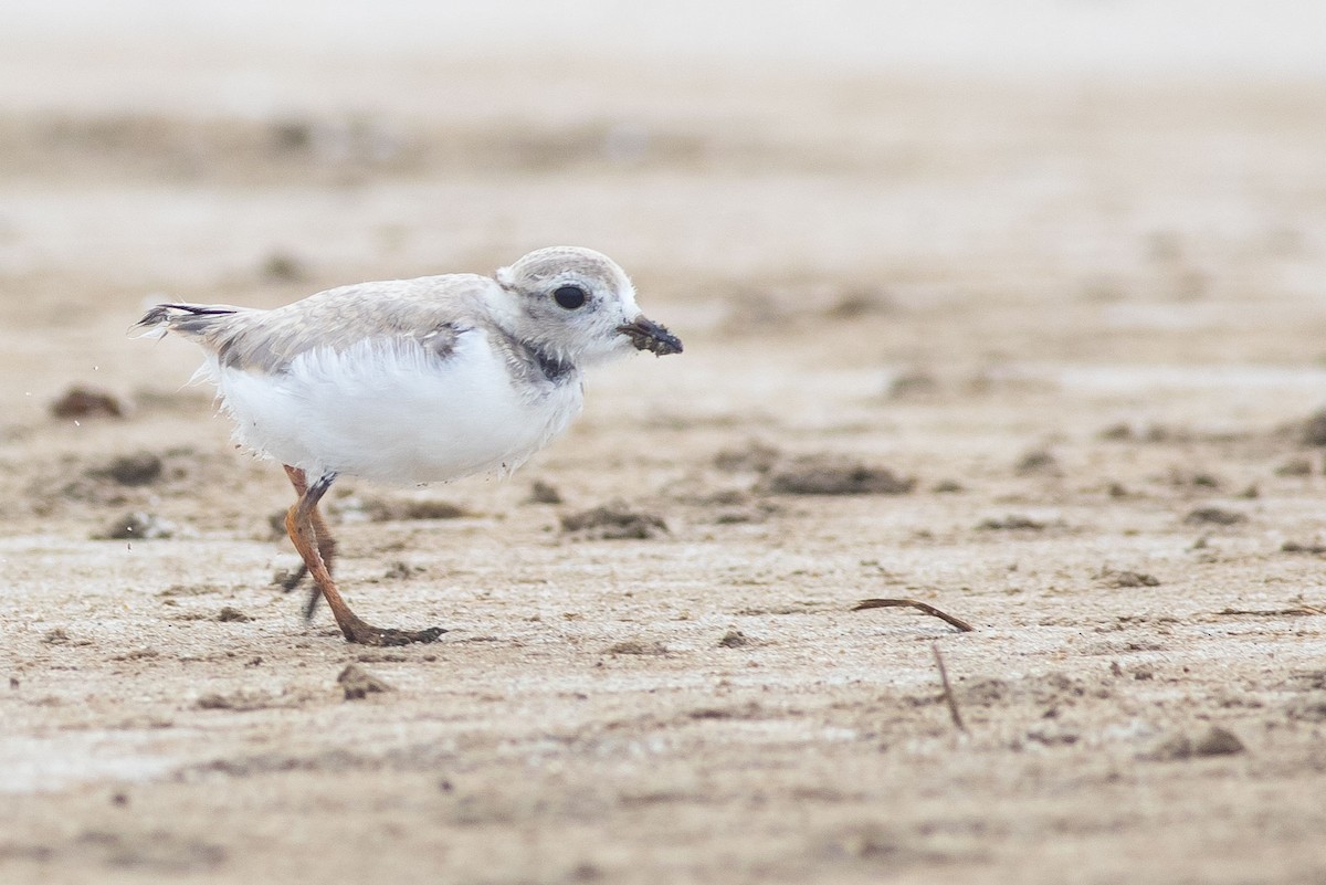 Piping Plover ML249138301