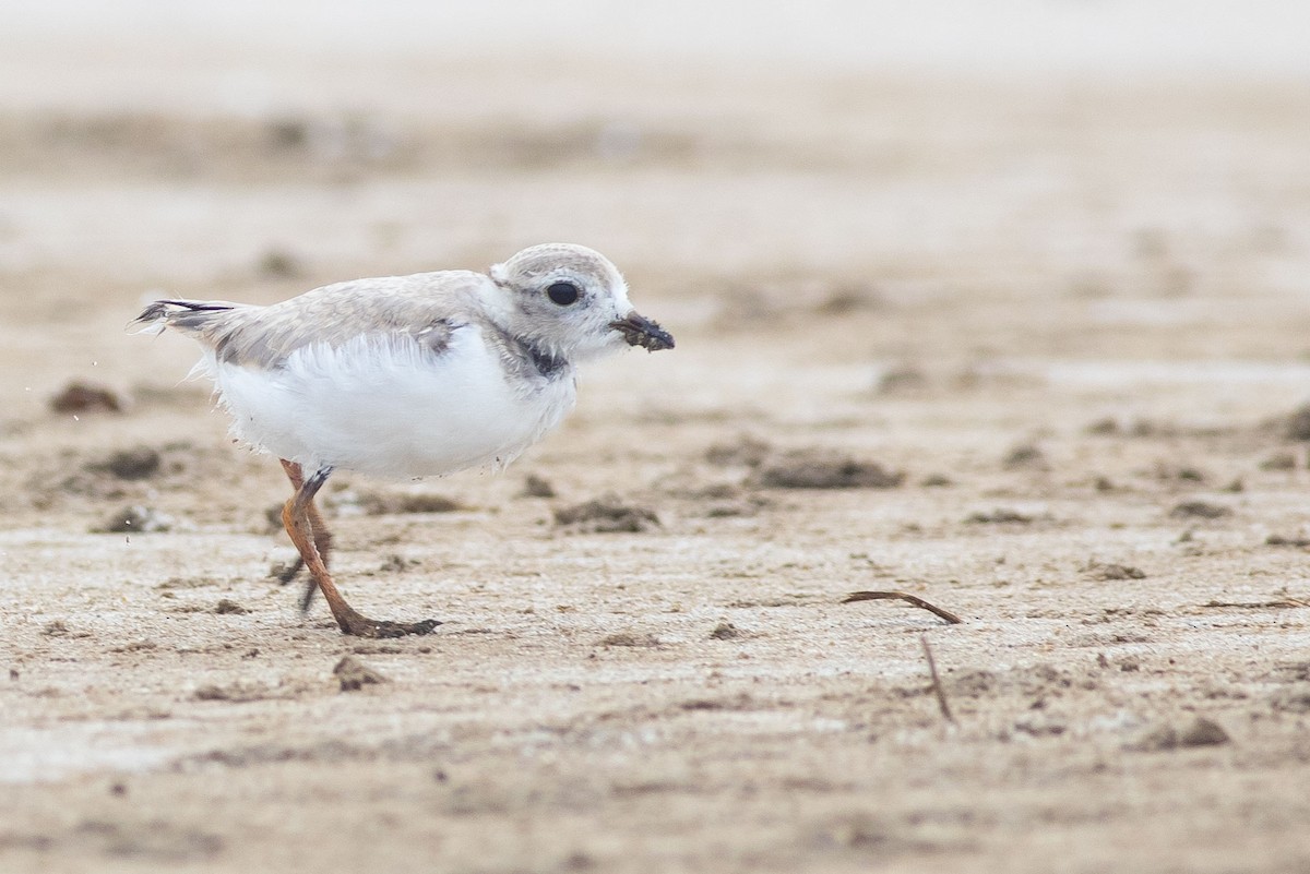 Piping Plover - Doug Gochfeld