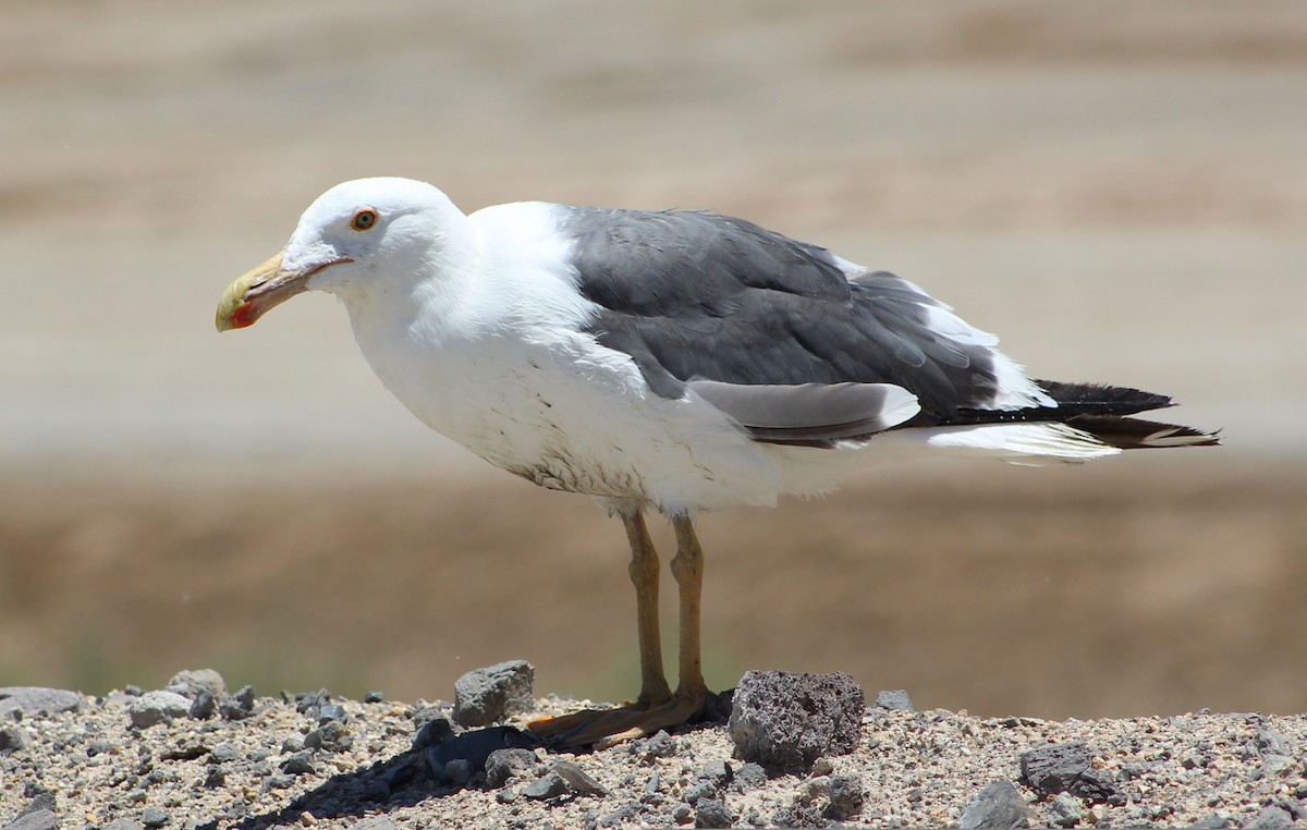 Yellow-footed Gull - ML249139111