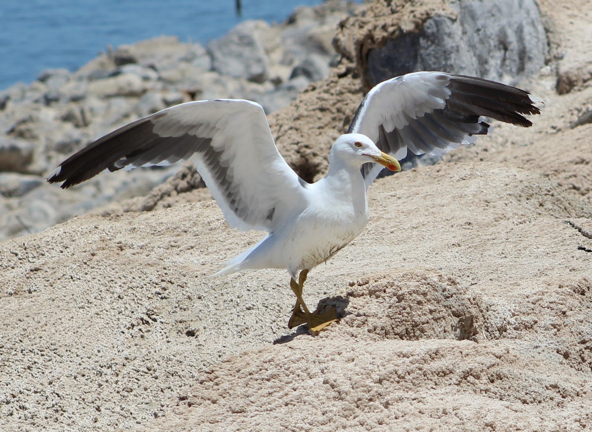 Yellow-footed Gull - ML249139141