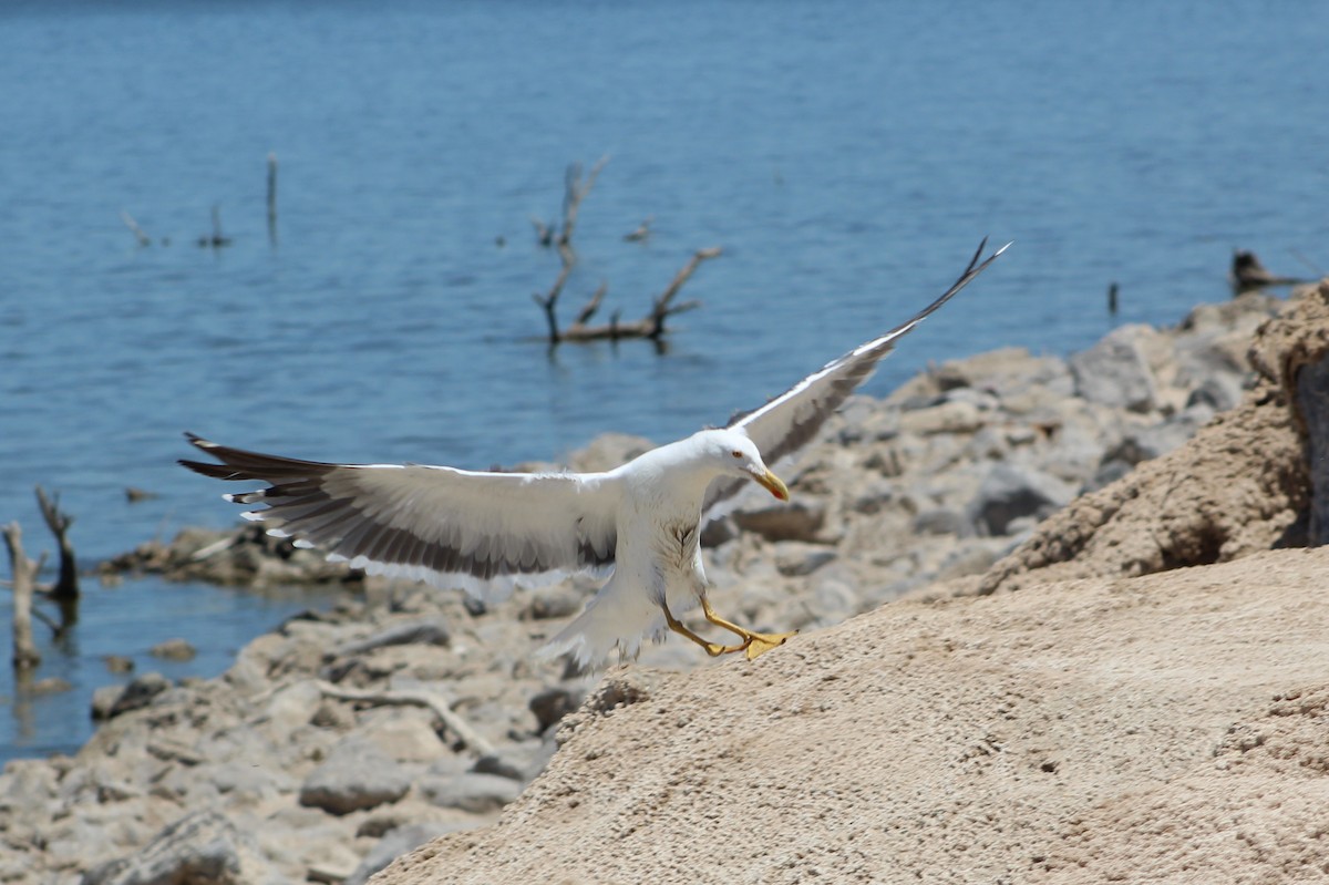 Yellow-footed Gull - ML249139151