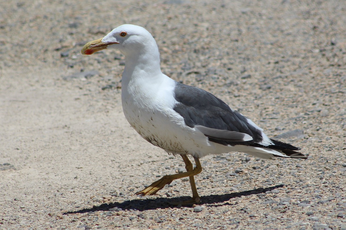 Yellow-footed Gull - Tommy DeBardeleben