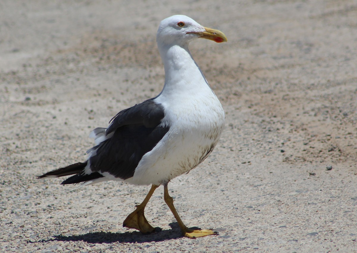 Yellow-footed Gull - ML249139201