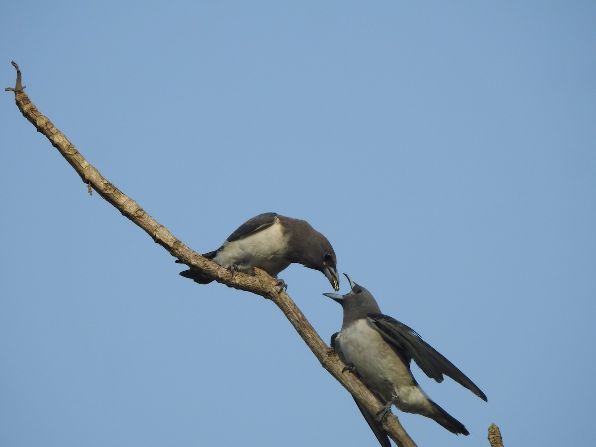 White-breasted Woodswallow - ML249143681