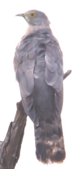 Common Hawk-Cuckoo - ML249145091