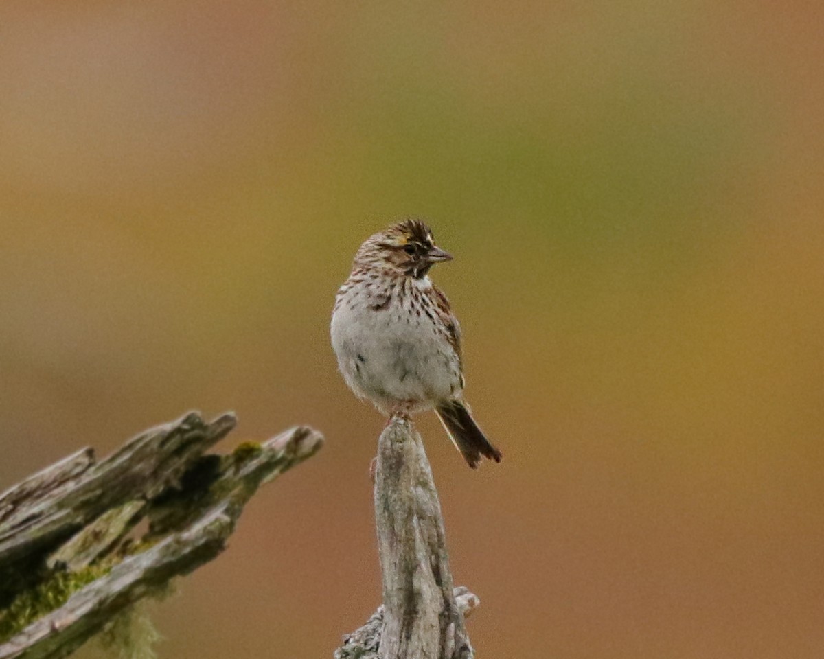 Savannah Sparrow - ML249150171