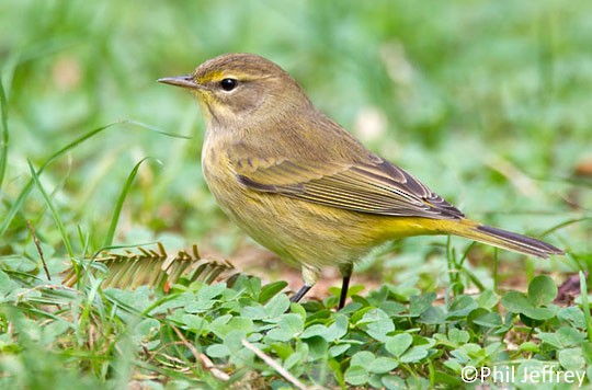 Systematics - Palm Warbler - Setophaga palmarum - Birds of the World