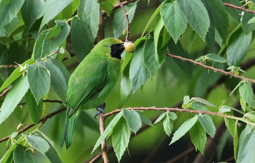 Lesser Green Leafbird - ML249156701