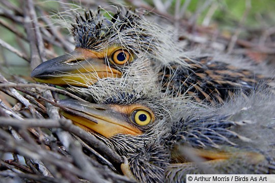 black crowned night heron baby