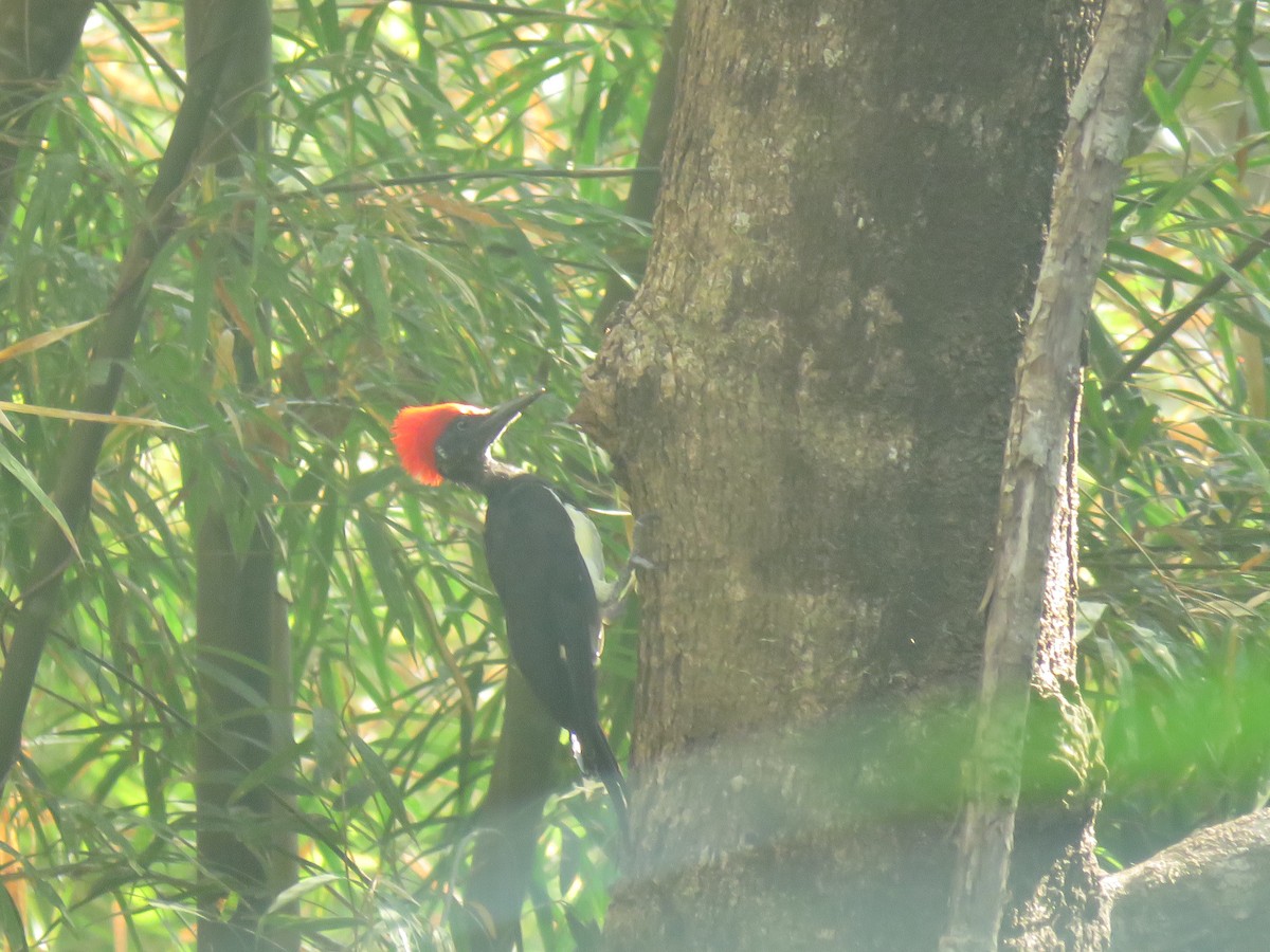 White-bellied Woodpecker - Aung Kyaw Myint