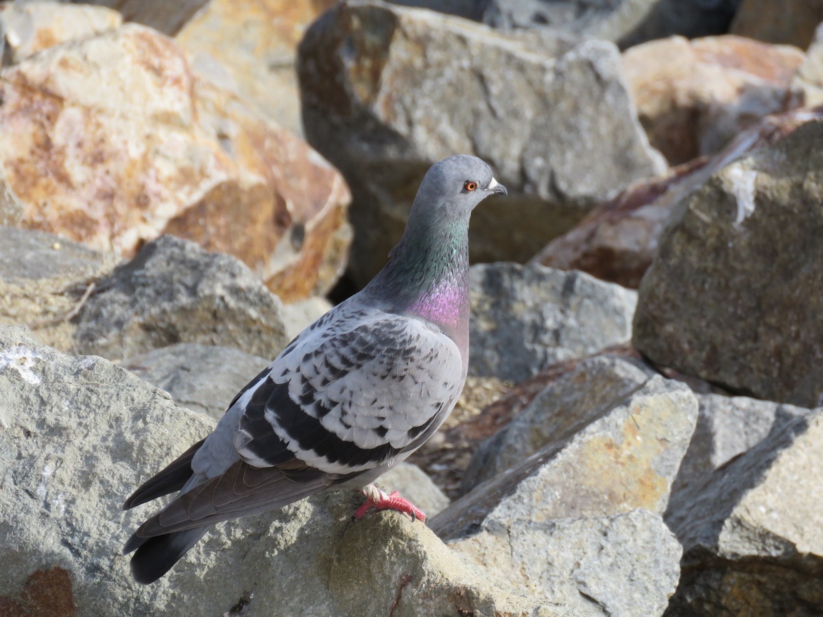 Rock Pigeon (Feral Pigeon) - ML249161701