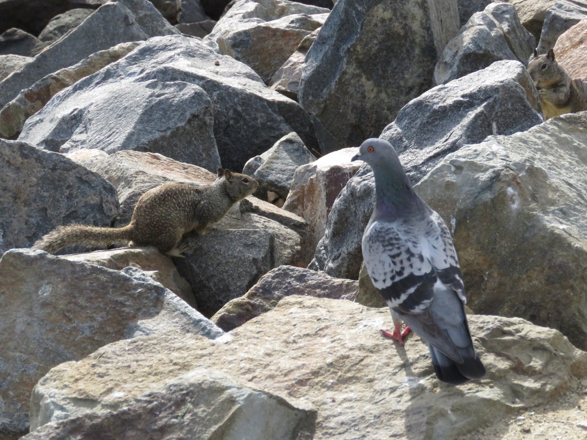 Rock Pigeon (Feral Pigeon) - hola avis