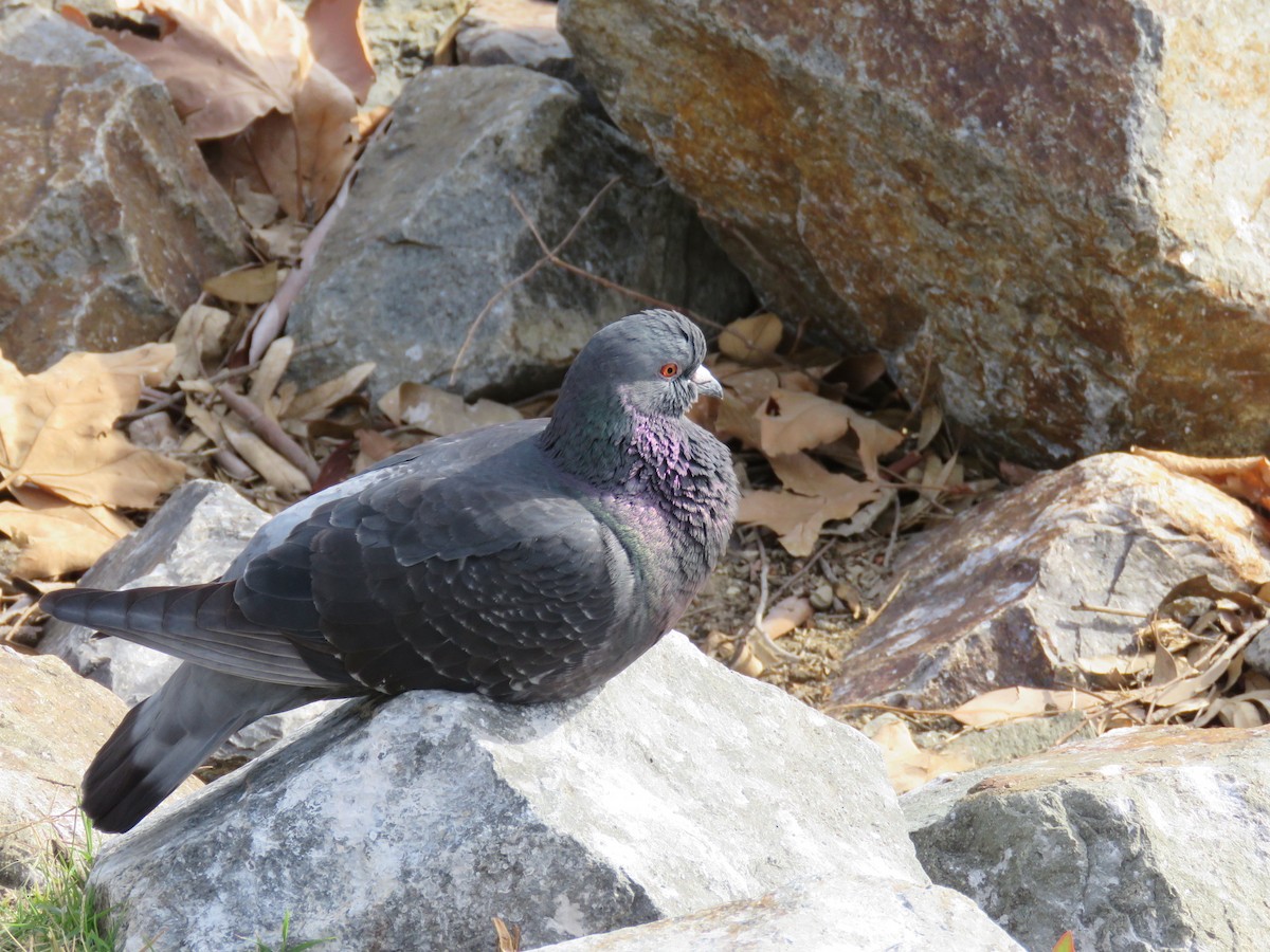 Rock Pigeon (Feral Pigeon) - ML249161731