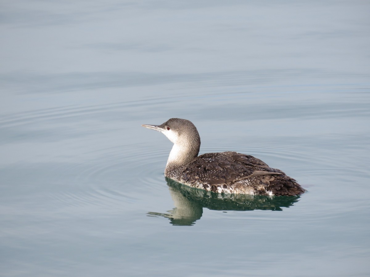 Red-throated Loon - ML249161771