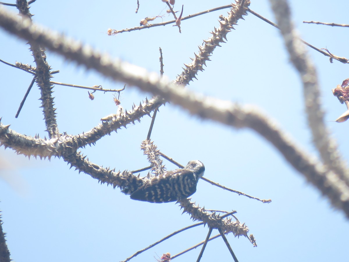 Gray-capped Pygmy Woodpecker - ML249161951