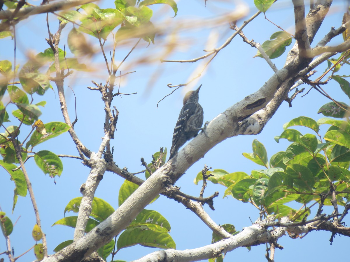 Gray-capped Pygmy Woodpecker - Aung Kyaw Myint