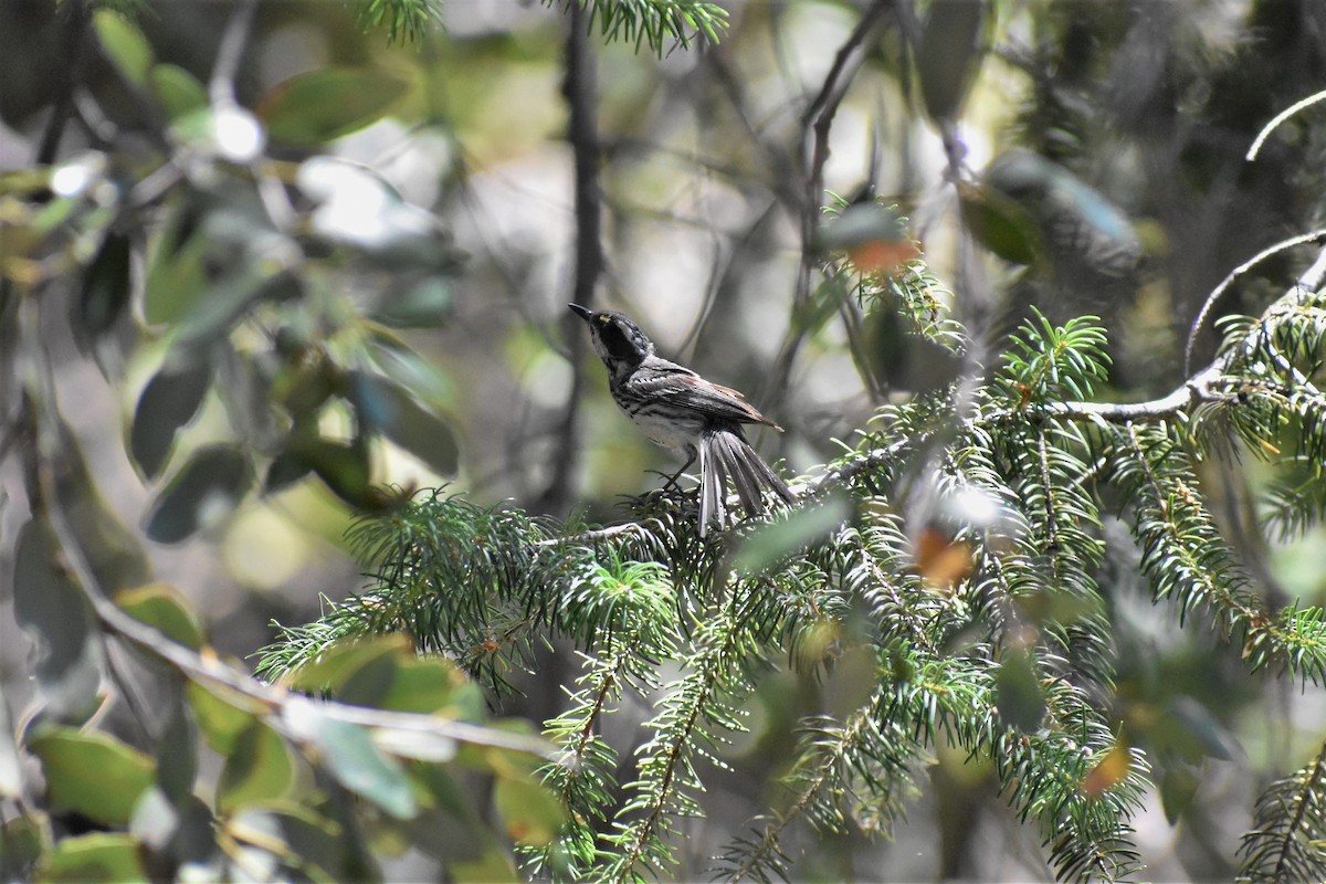 Black-throated Gray Warbler - ML249162581