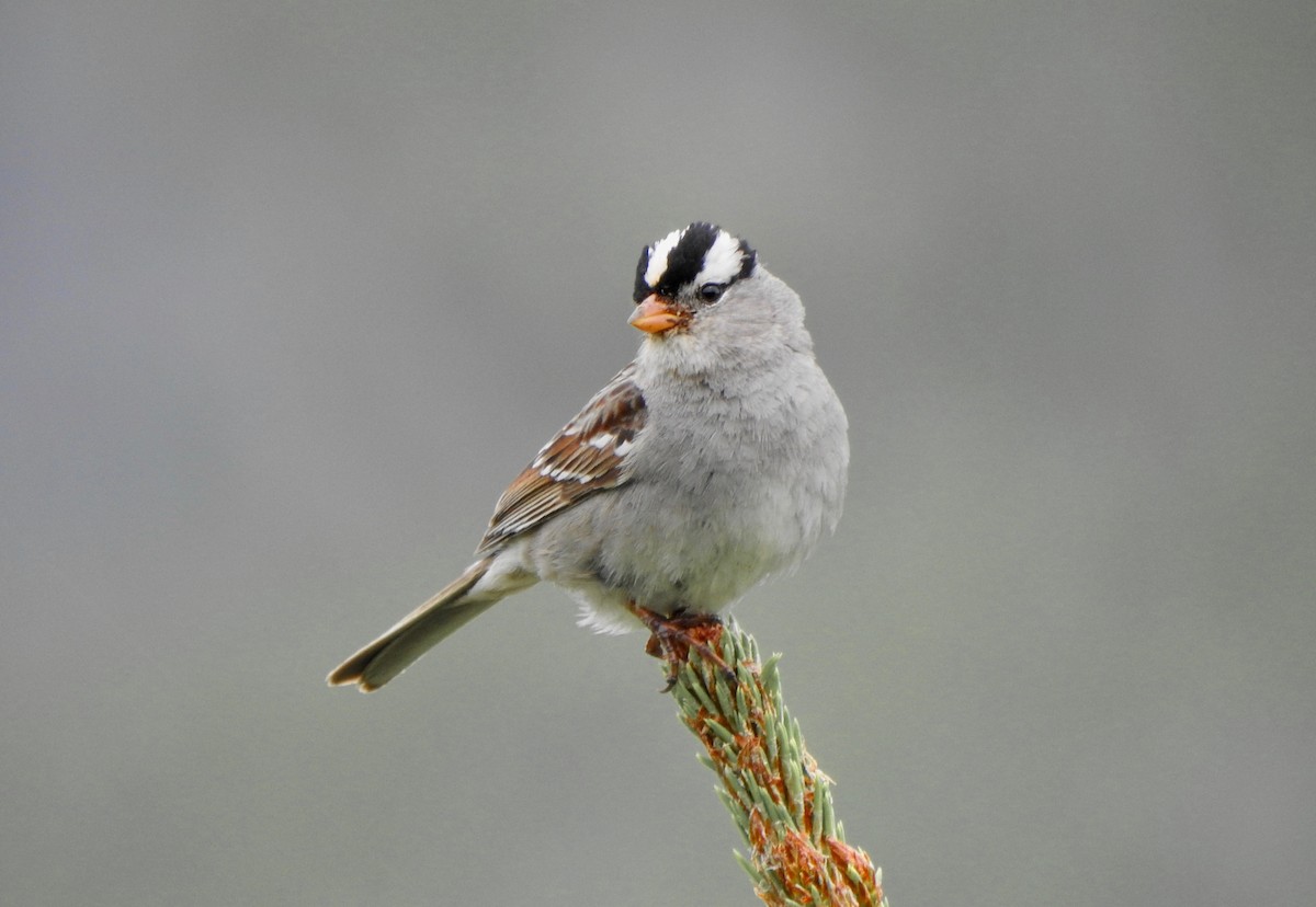 White-crowned Sparrow - ML249162891