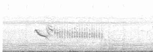 White-tailed Iora - ML249163571