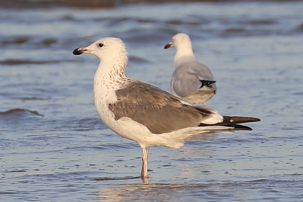 Lesser Black-backed Gull (taimyrensis) - ML249164301