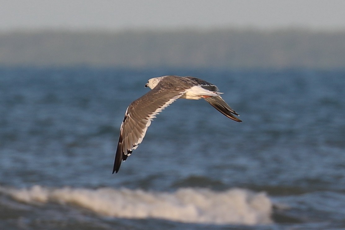 Lesser Black-backed Gull (taimyrensis) - Peter Kyne