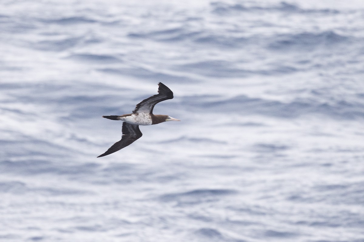 Brown Booby (Forster's) - ML249164811