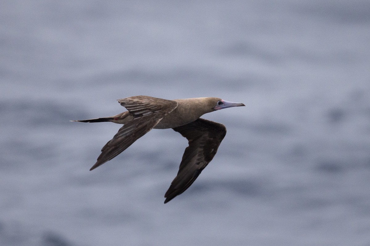 Red-footed Booby (Indopacific) - ML249164821
