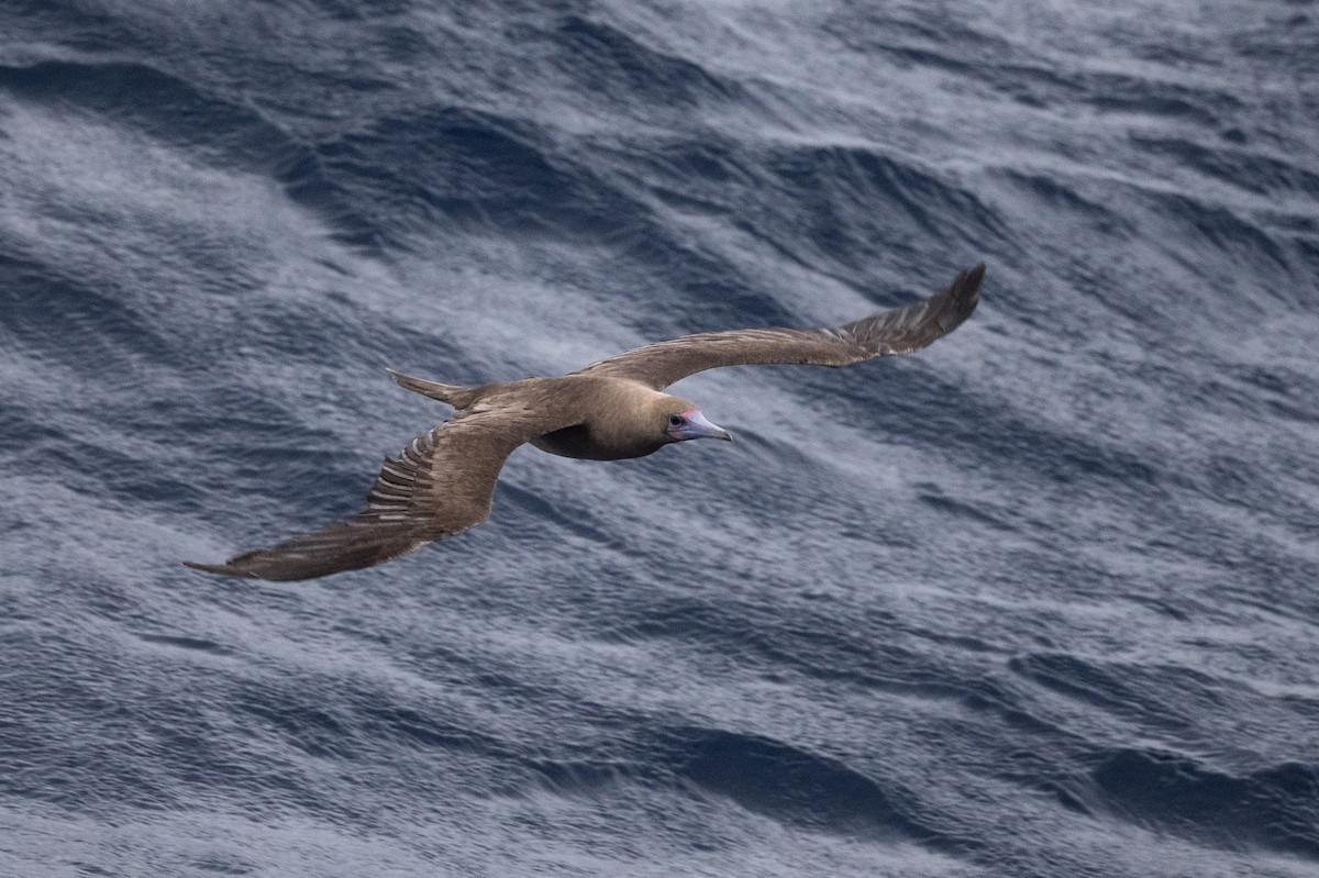Red-footed Booby (Indopacific) - ML249164831