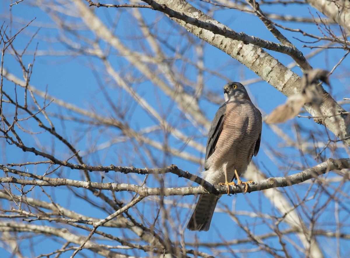 Collared Sparrowhawk - Braden McDonald