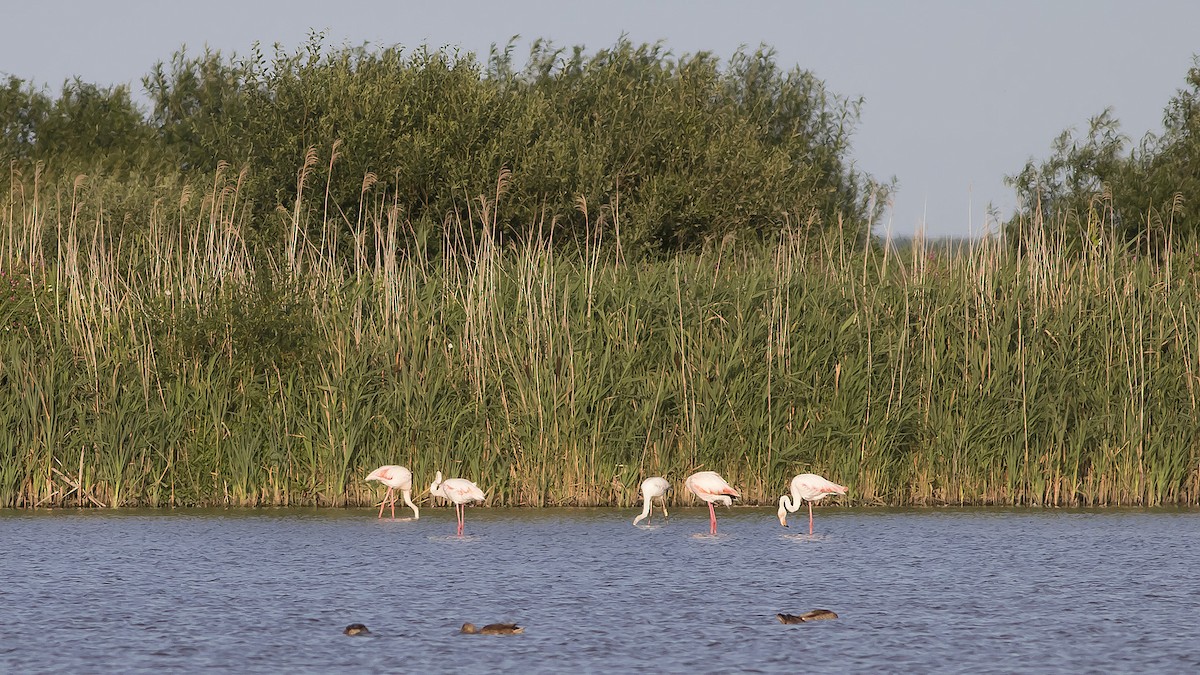 Greater Flamingo - ML249166911