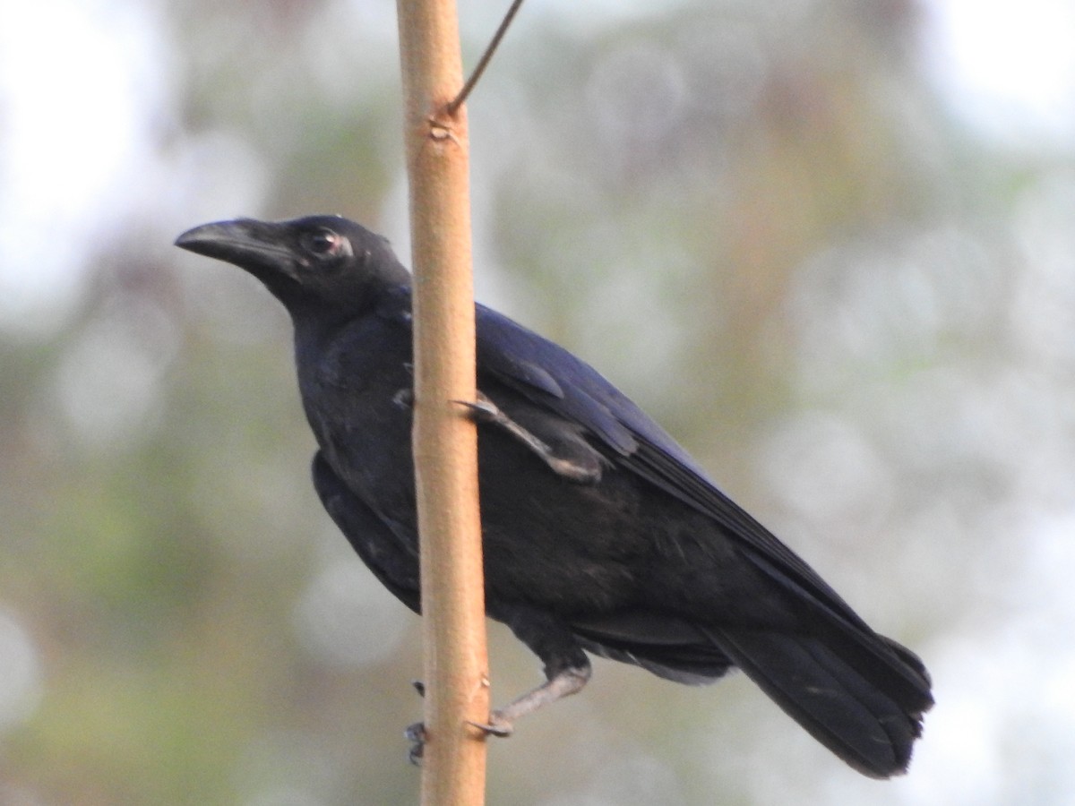 Slender-billed Crow - ML249167591