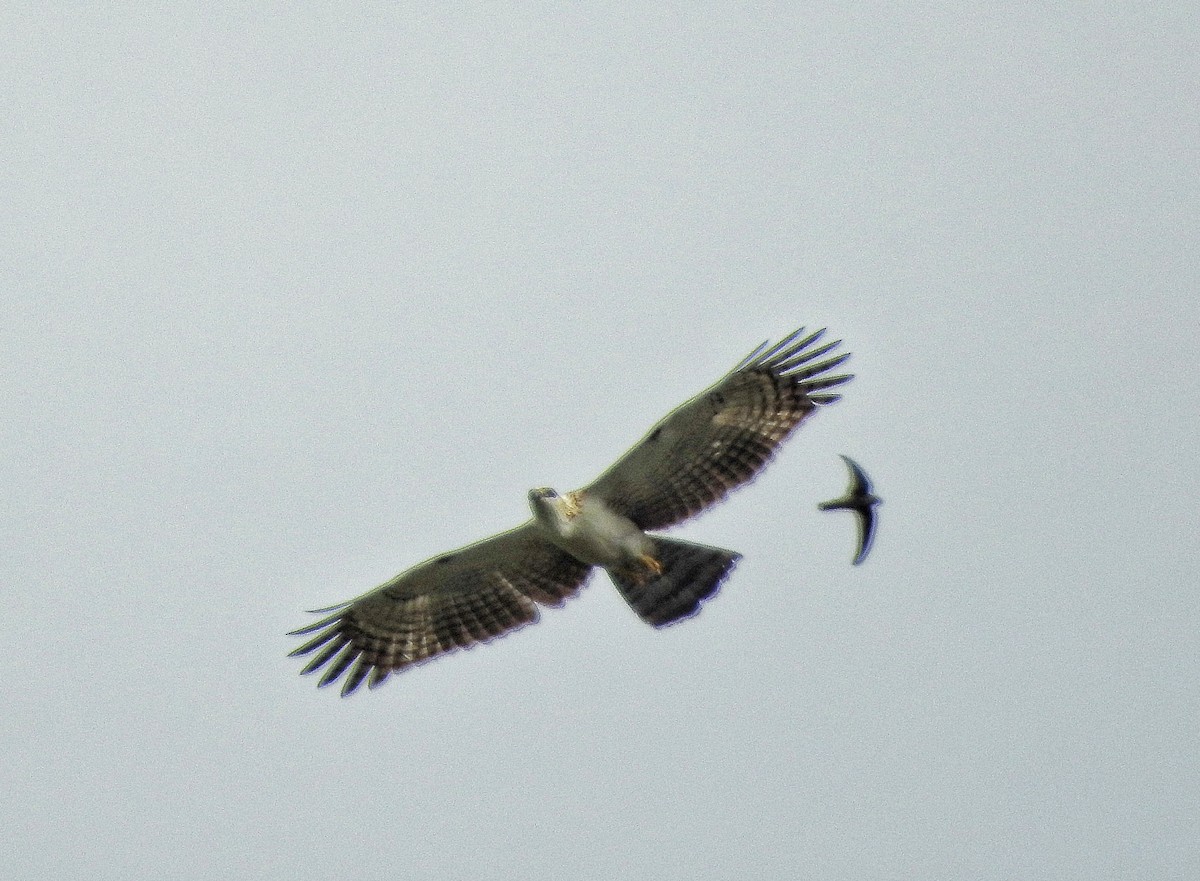 Sulawesi Hawk-Eagle - Yasin Chumaedi