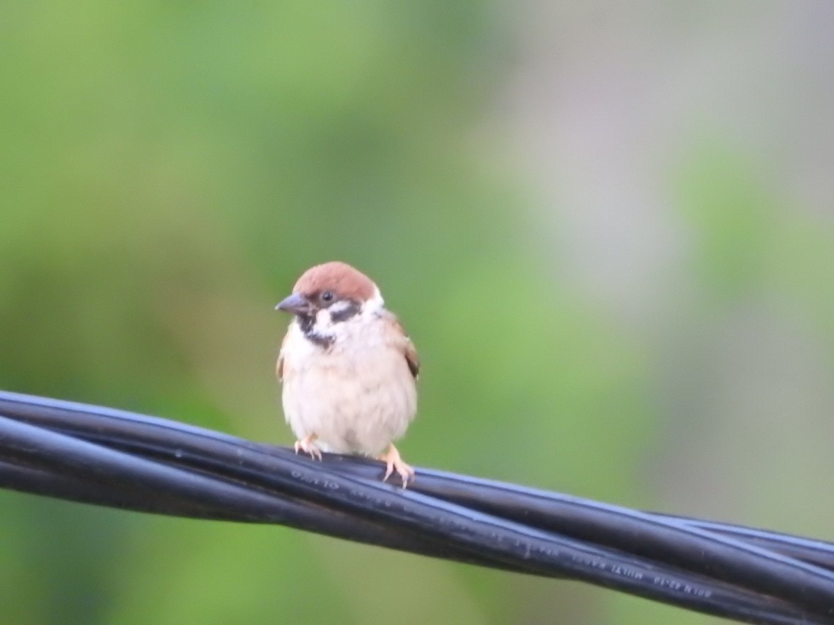 Eurasian Tree Sparrow - ML249168191