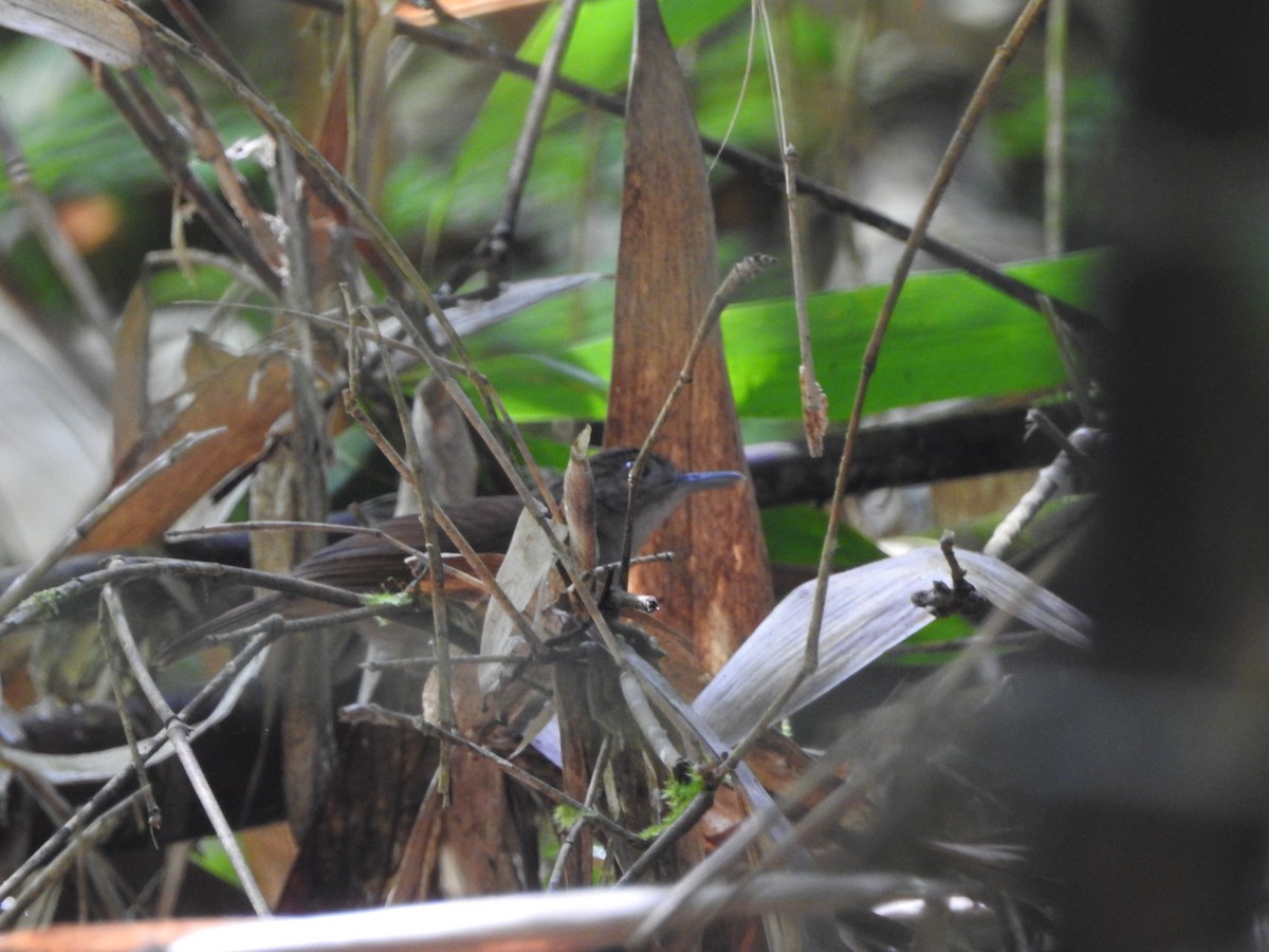 Sulawesi Babbler - ML249168241