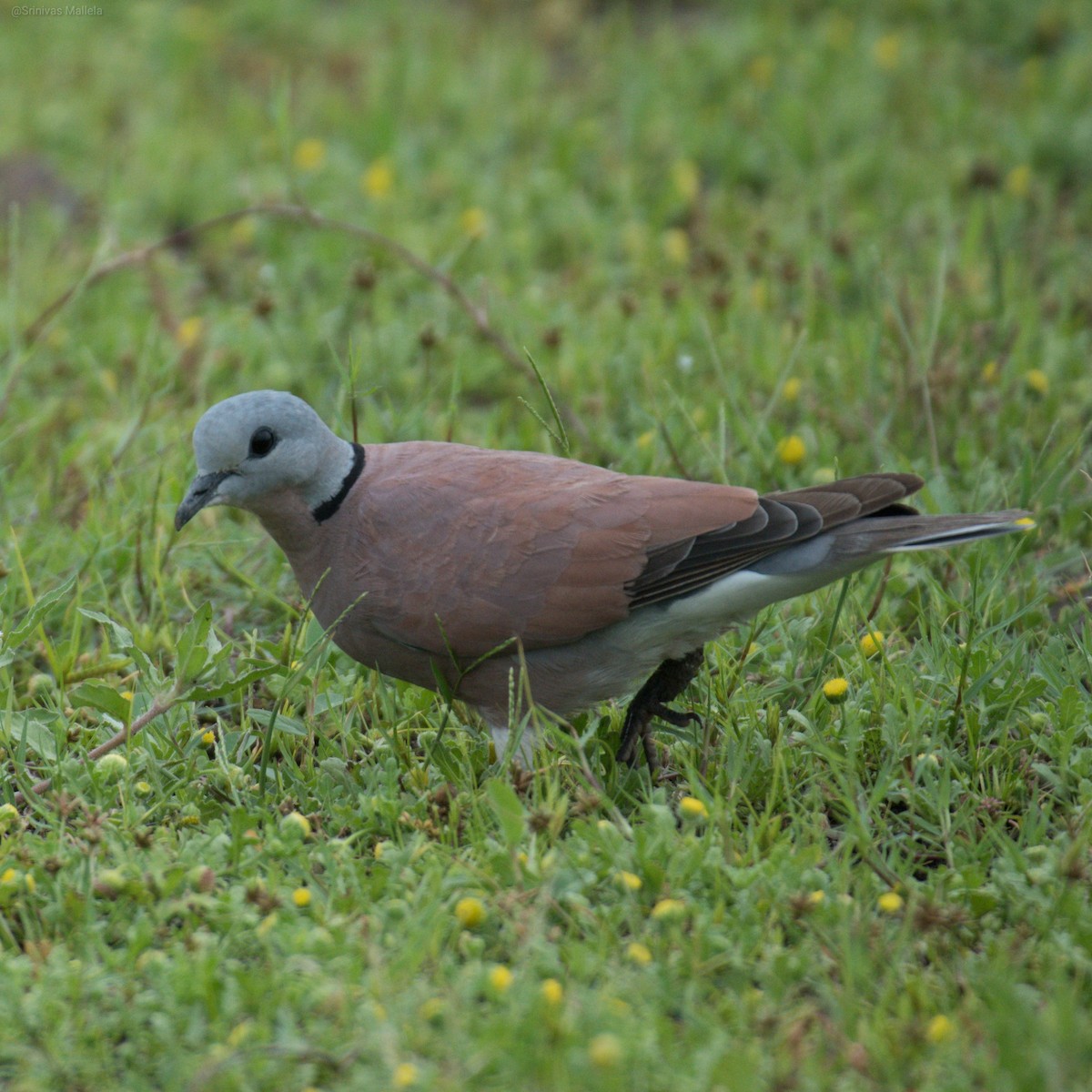 Red Collared-Dove - ML249168881