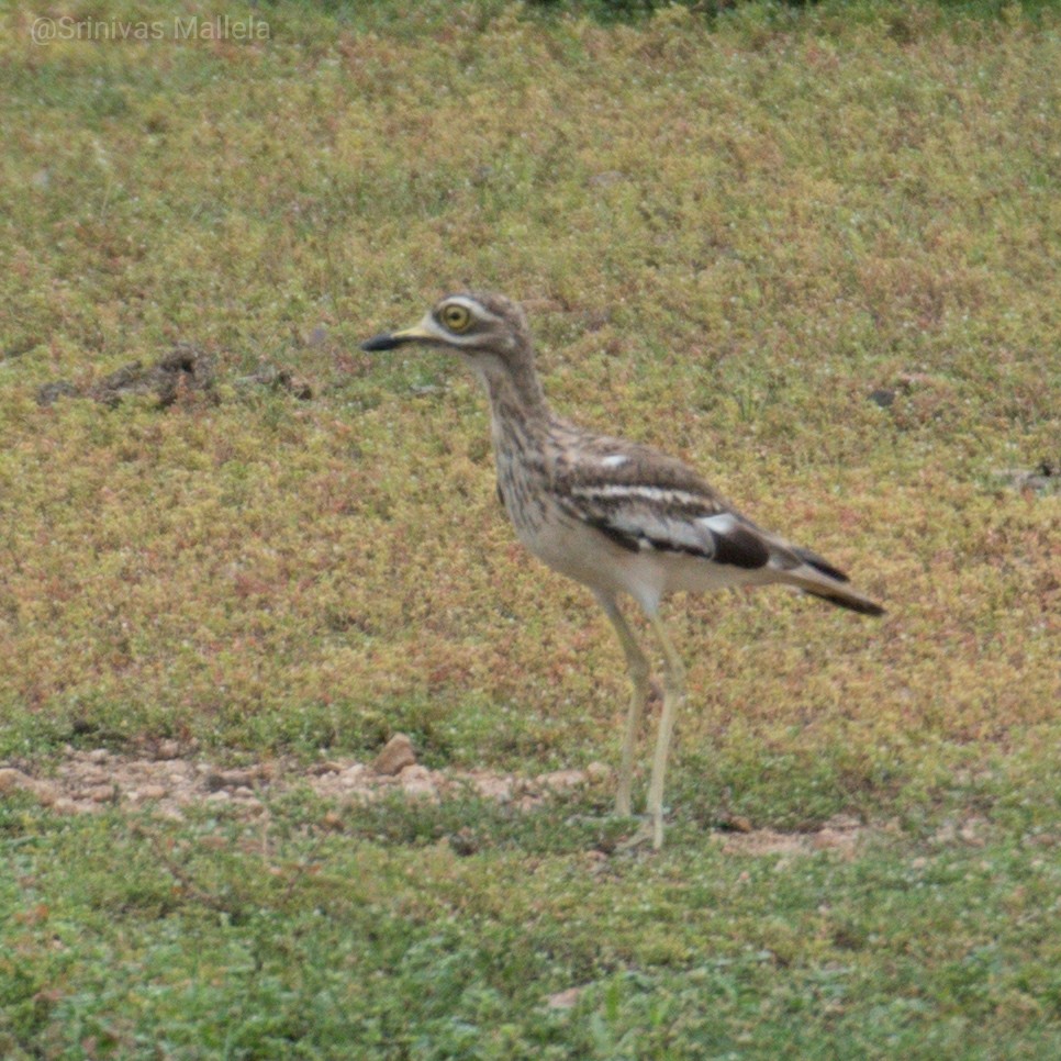Indian Thick-knee - ML249168941