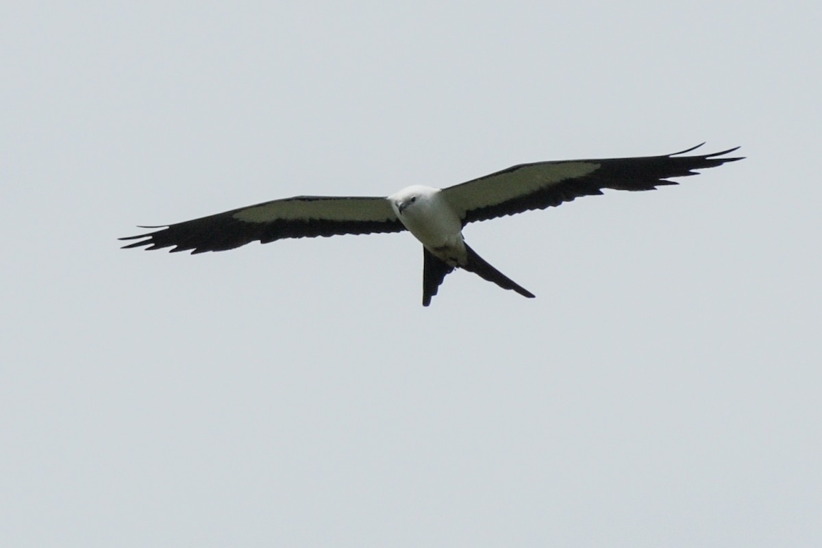 Swallow-tailed Kite - ML249169481