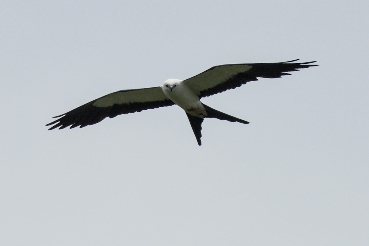 Swallow-tailed Kite - ML249169491