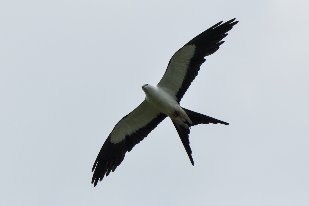 Swallow-tailed Kite - ML249169521