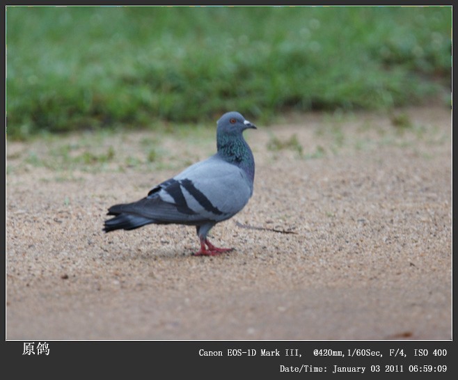 Rock Pigeon (Feral Pigeon) - ML249171551
