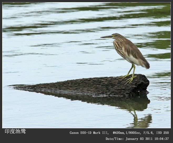 Indian Pond-Heron - Qiang Zeng